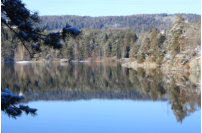 Forstsee im Winter