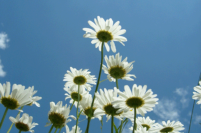 Blumenwiese Techelsberg