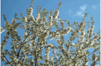 Blhender Baum Techelsberg